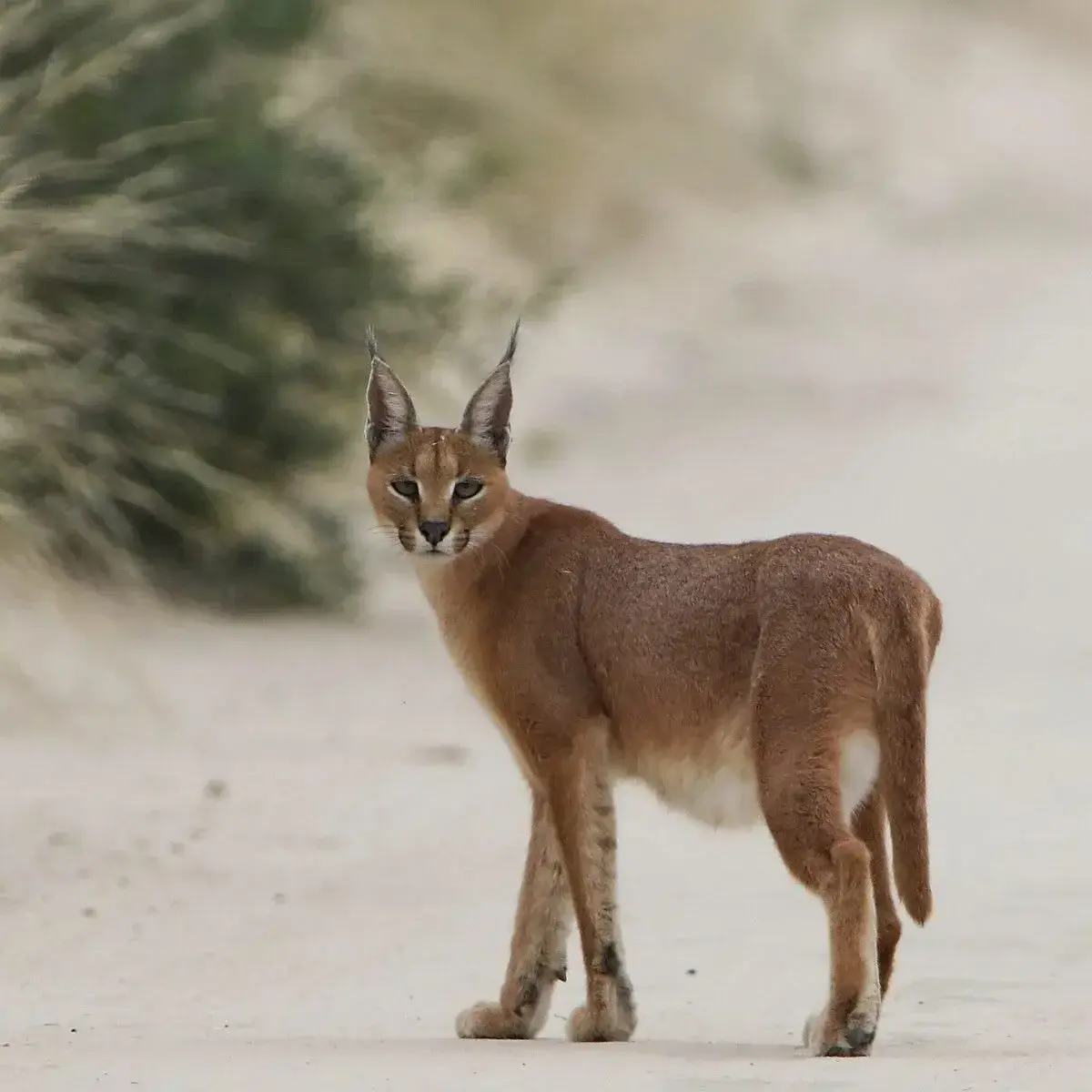 Photo de couverture de Secret_animal