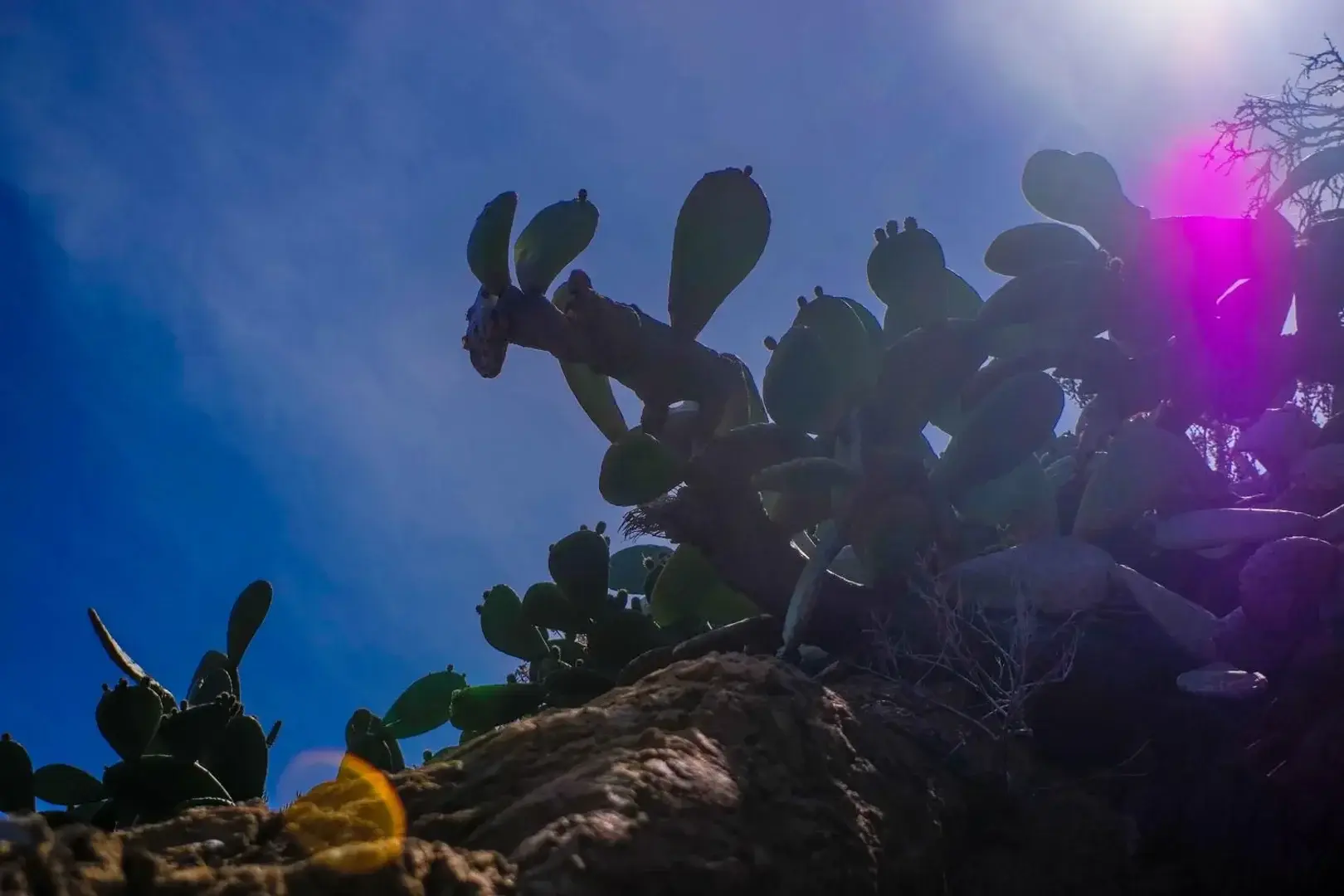 jeux d'ombres et de lumières entre les cactus Provençaux 🥰#photo #catus #lumière