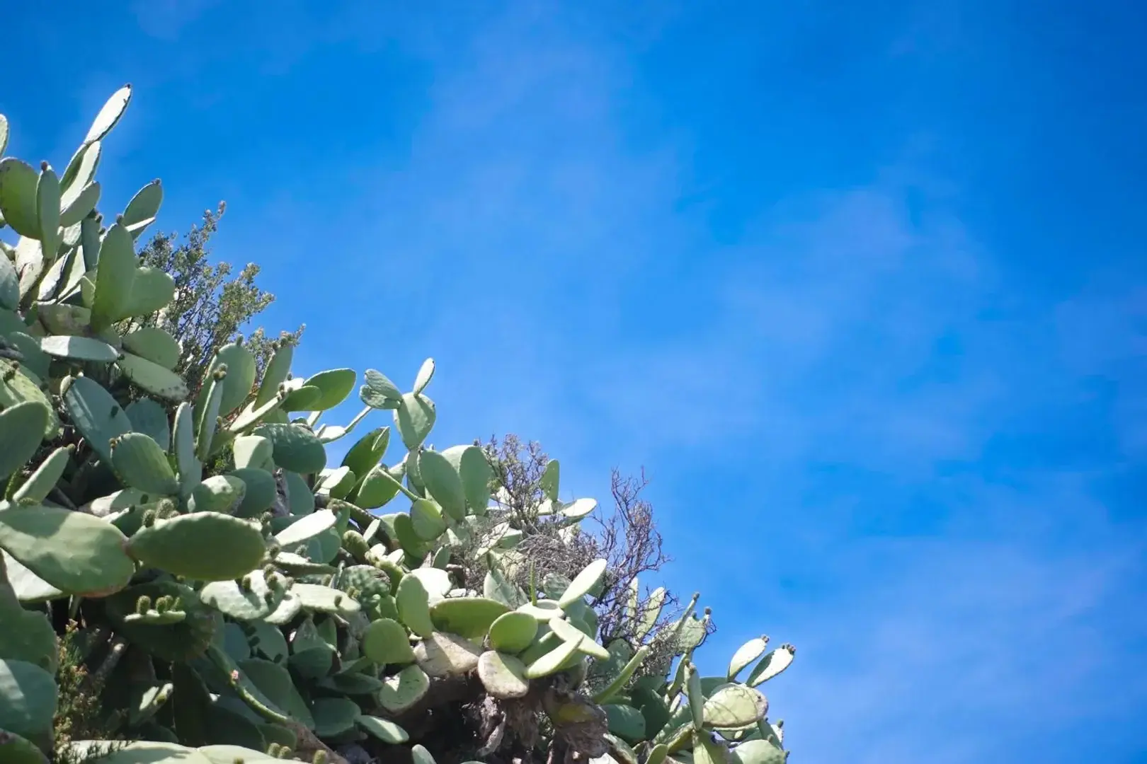 Des cactus dans les nuages...Cacti in the clouds...#cactus #sky #blue