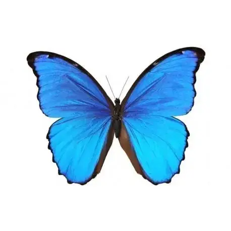Avatar de Butterfly-