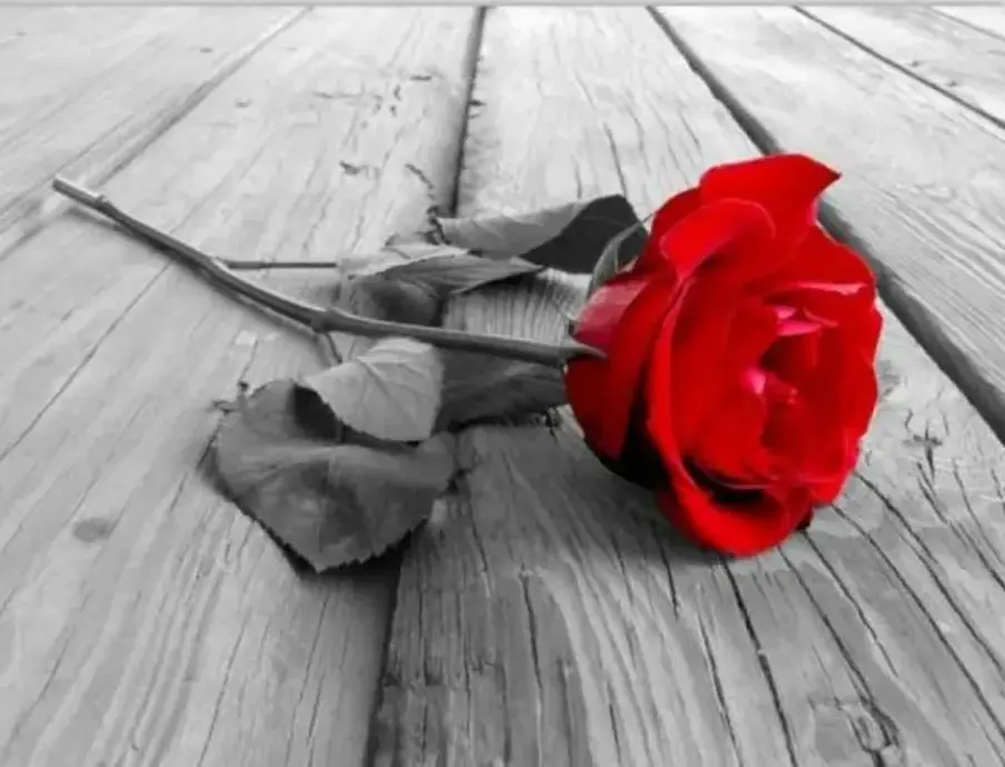 Photo de couverture de Rosepieds