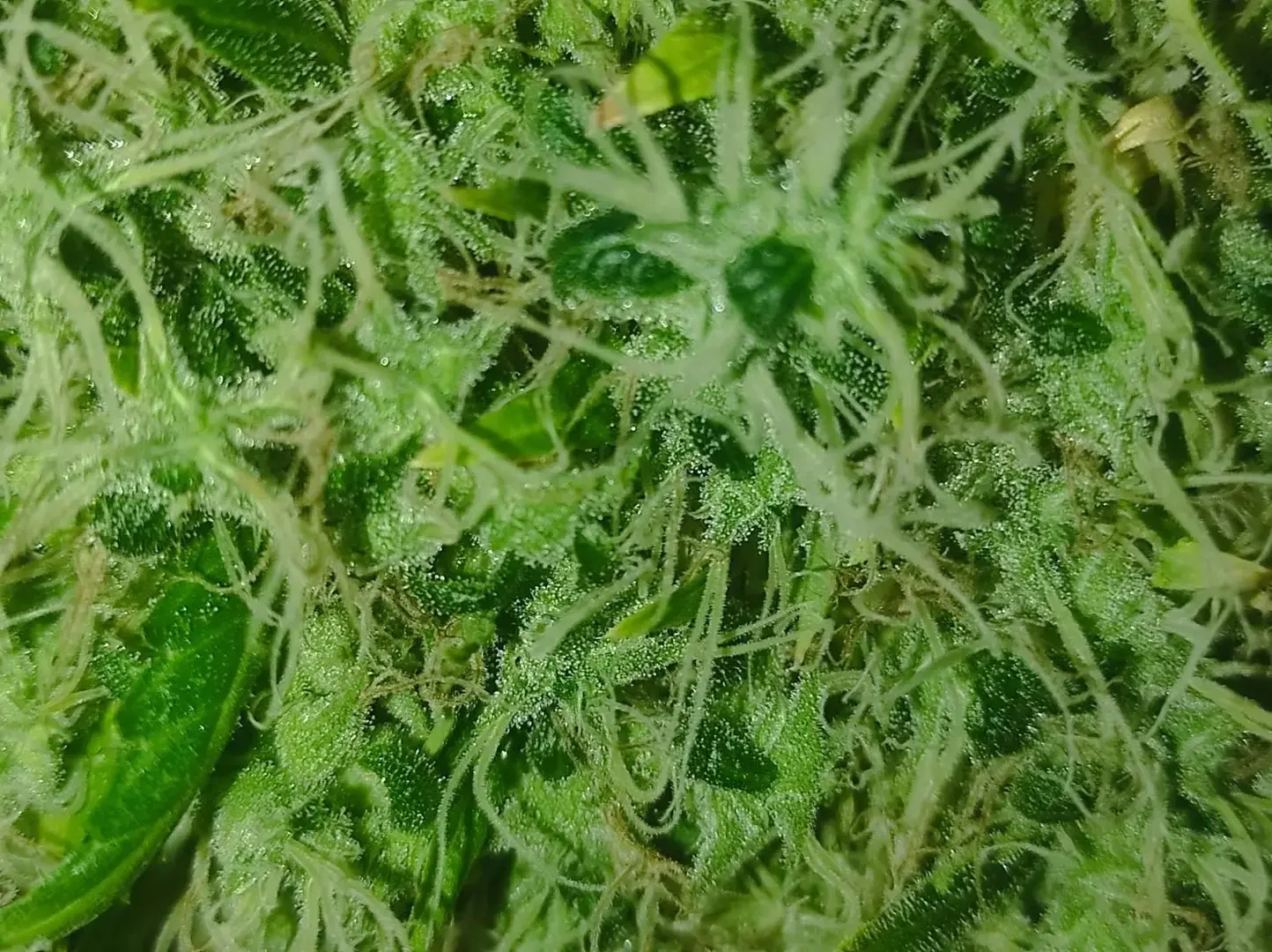 💚