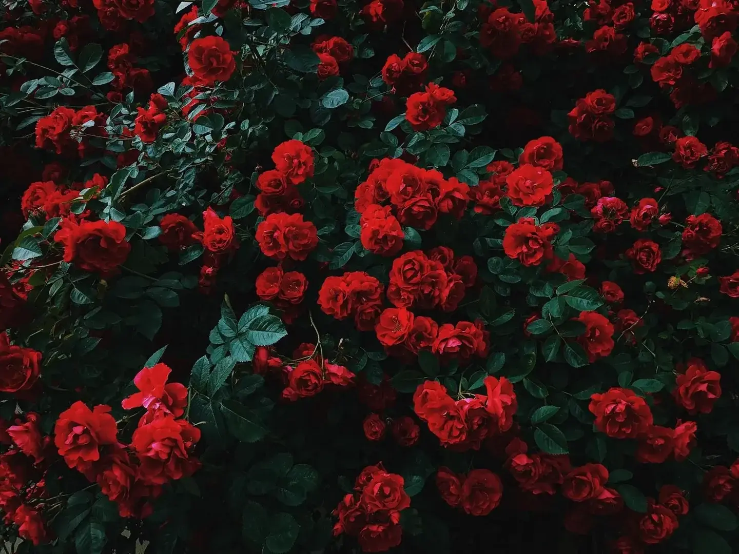 Photo de couverture de Ladypeton