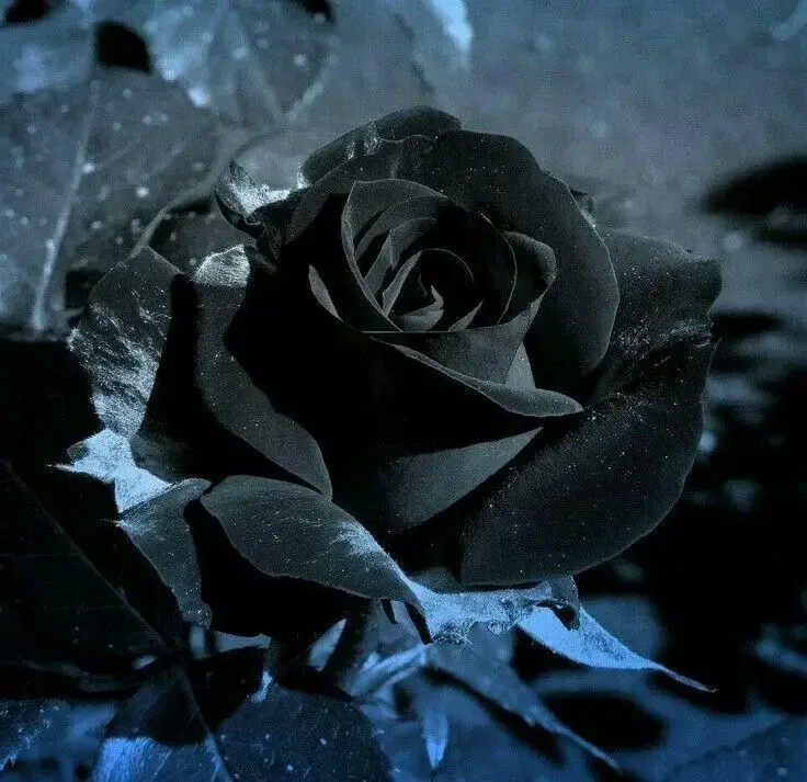 Avatar de Gothicanaodessa
