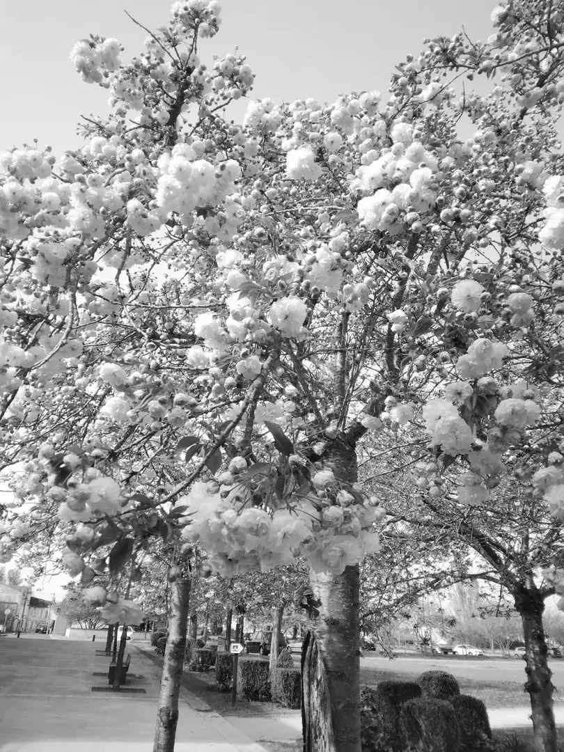 Photo de couverture de Petitpetondelamour