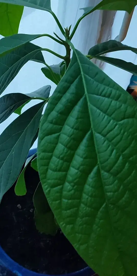 C'est avec un gros plan sur mon avocat chéri que j'ouvre le bal.Que souhaitez-vous voir ? Que souhaitez-vous savoir ? Comment puis-je vous faire plaisir ? 🔎