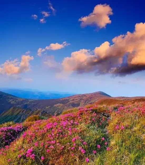 Photo de couverture de Milkoa