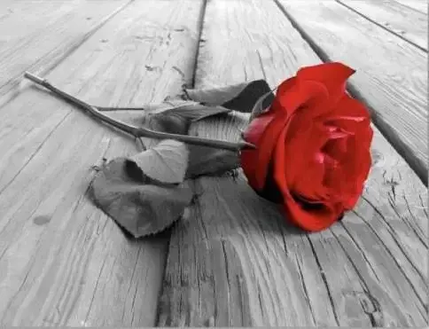 Photo de couverture de Rosedu34