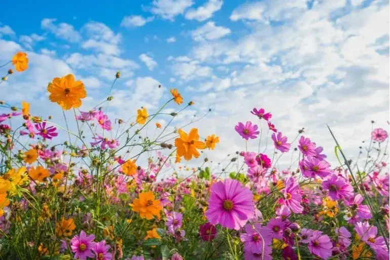 Photo de couverture de Fleursauvagess