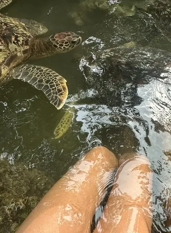 🐢