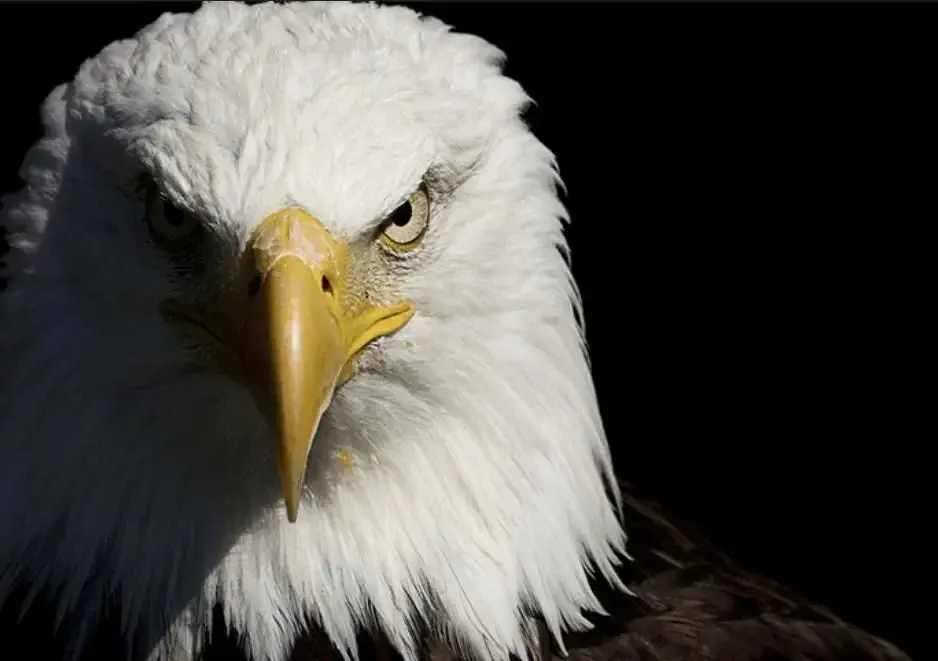 Avatar de Eaglemodels