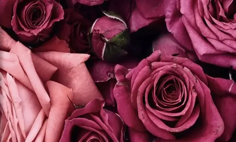 Photo de couverture de Sexandlove2