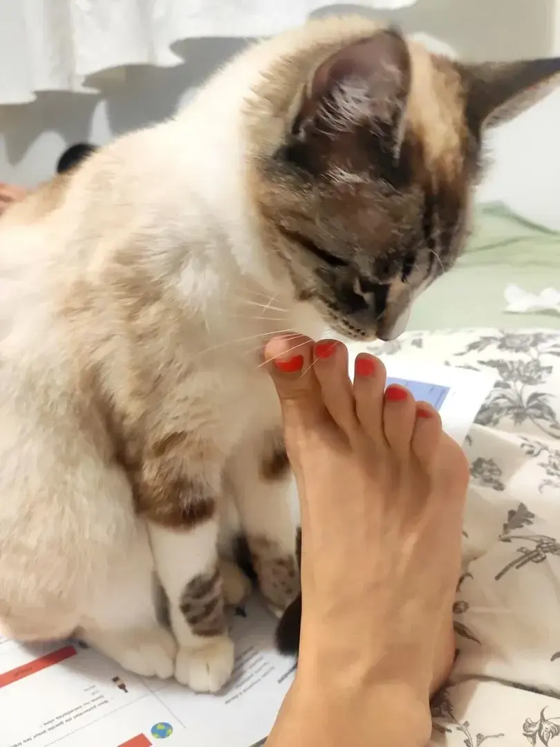 #smell #cats #foots #loversanimals