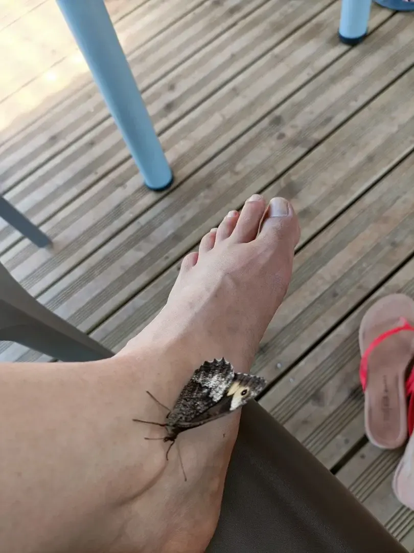 rdv insolite # pieds# butterfly # love ❤️
