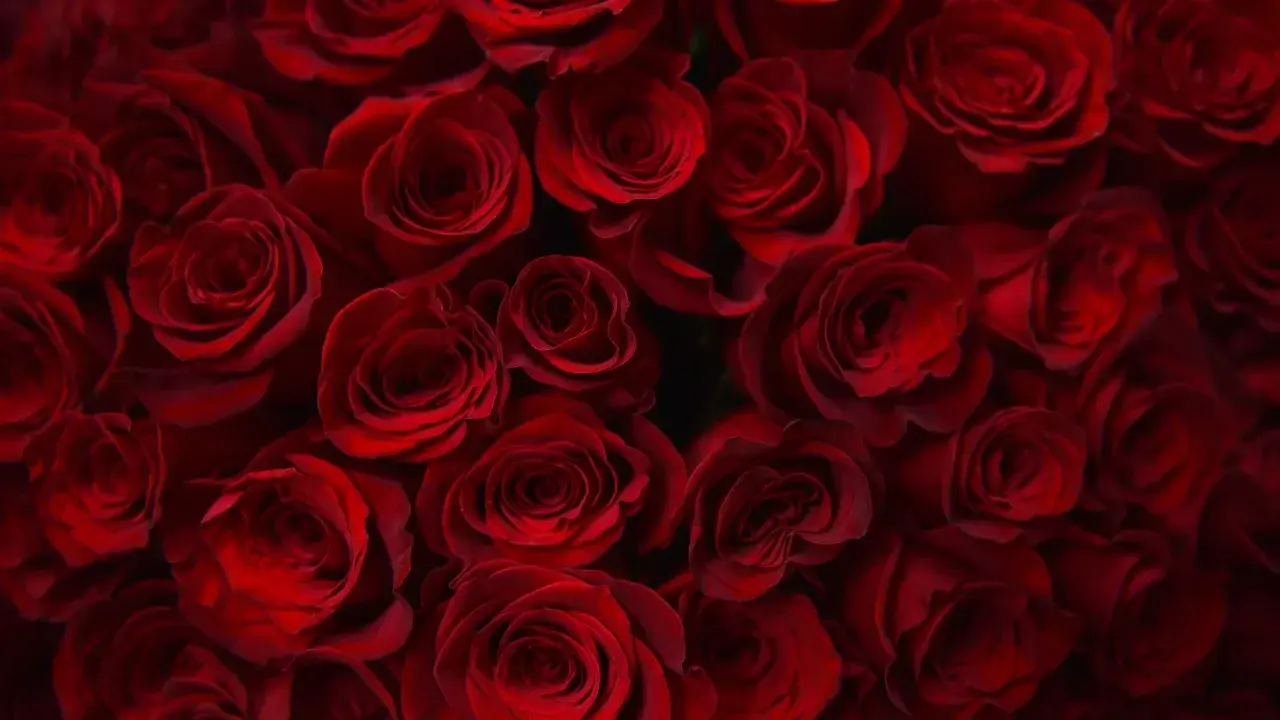 Photo de couverture de Ladesinvolte