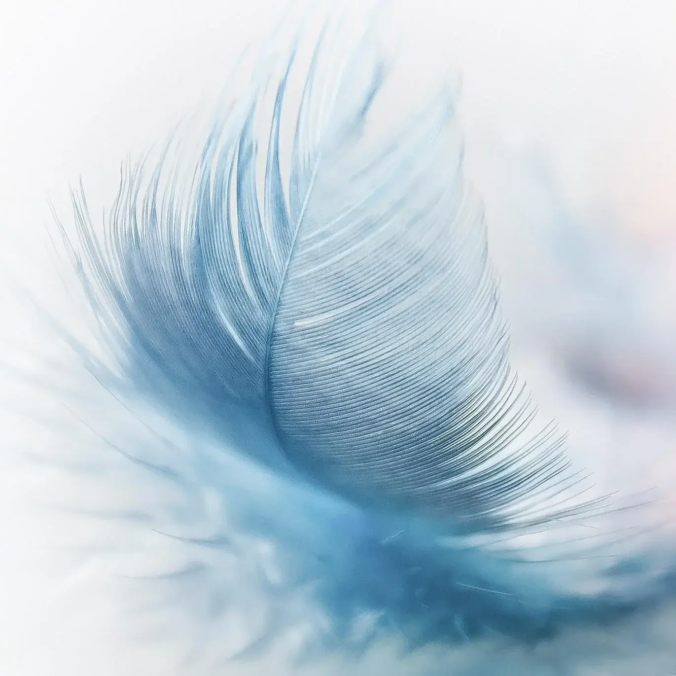 Avatar de Featherfeet76