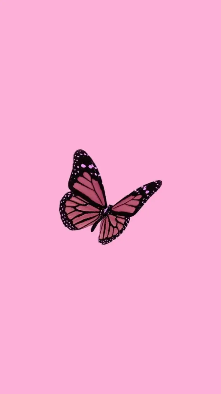 Photo de couverture de Papillonlv