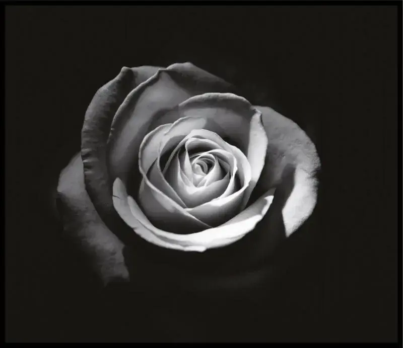 Avatar de Rosesauvage