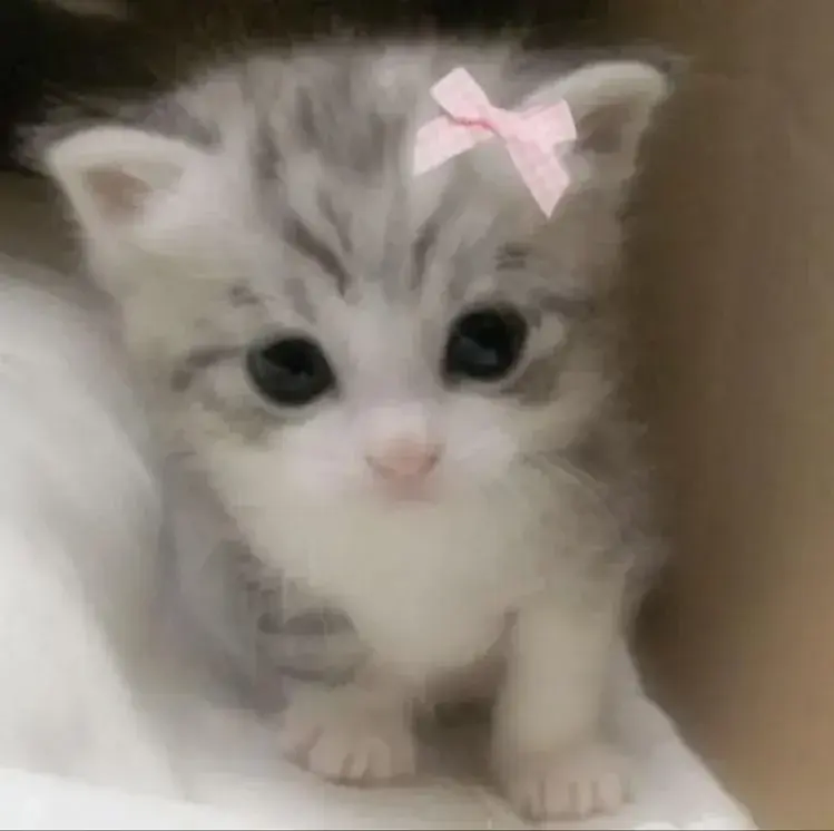 Avatar de Kimjukim