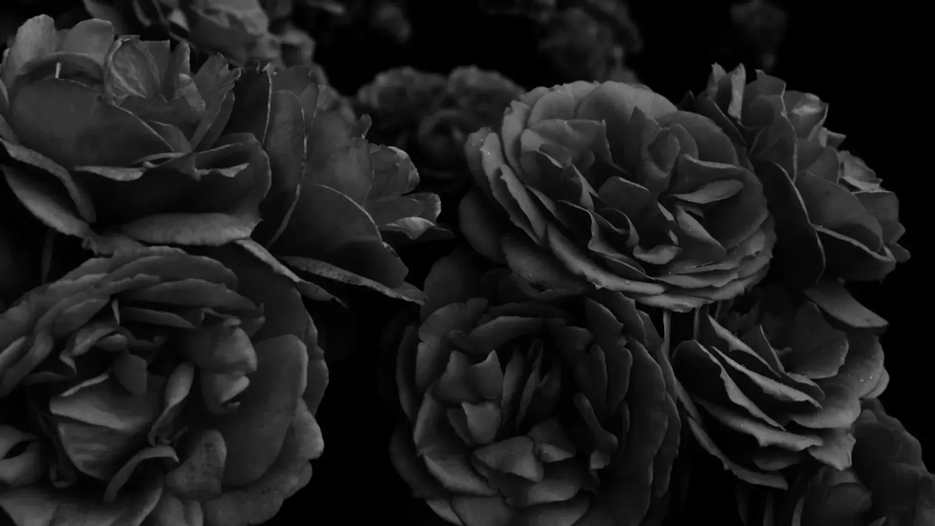 Photo de couverture de Caelia