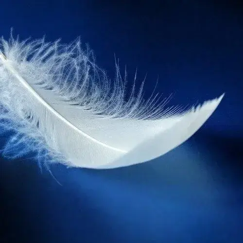 Photo de couverture de Petitspetonstropmignons