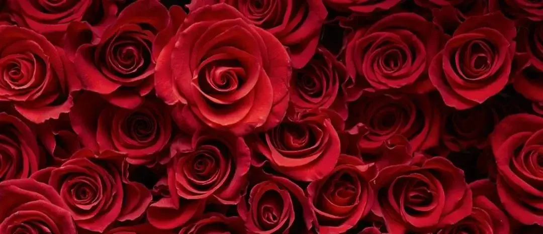 Photo de couverture de Flowerbyfoot