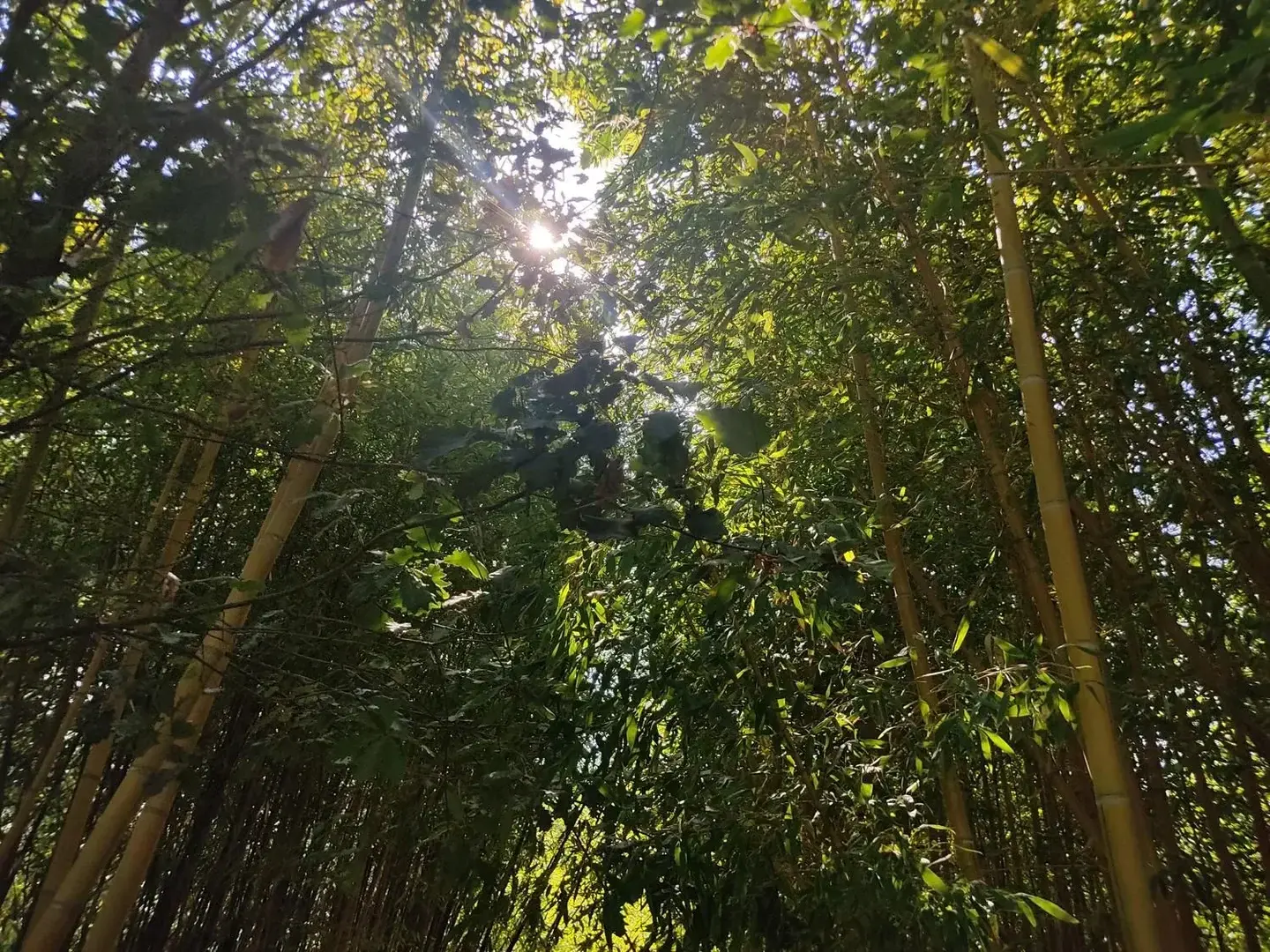 Photo de couverture de Piedacroquer