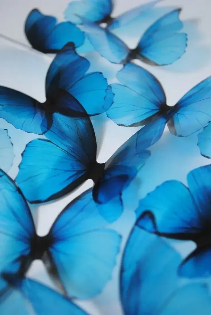 Photo de couverture de Butterfly25