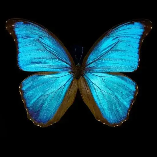 Photo de couverture de Blue_butterflyc