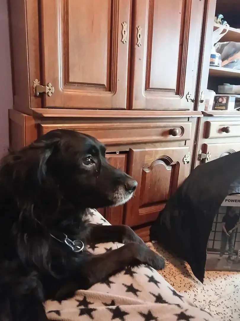Mon chien patapouf