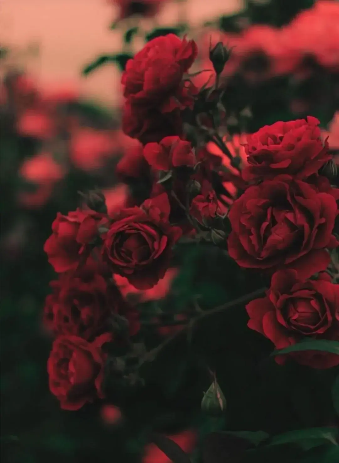 Photo de couverture de Ella-aime