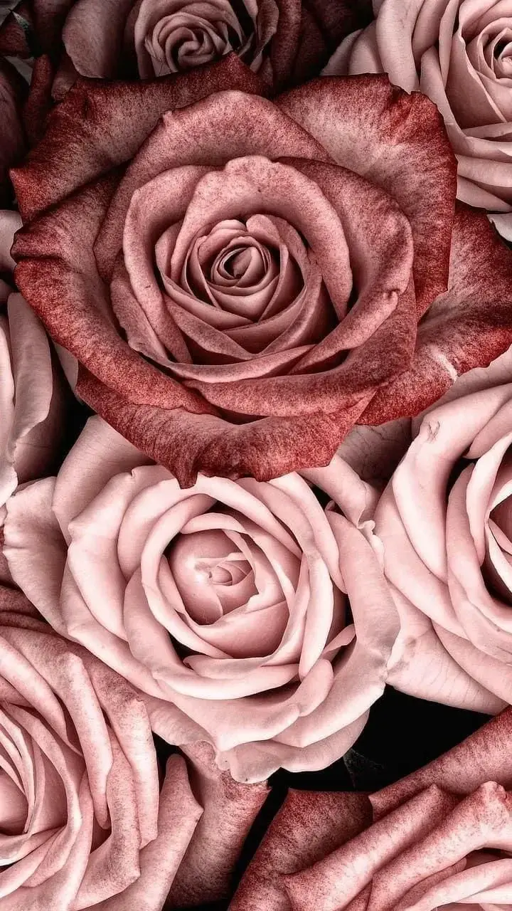 Photo de couverture de Elisewdx33