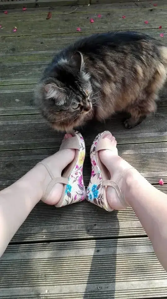 Petit chat 🐱Petits pieds#pieds #feet #piedsfrançais