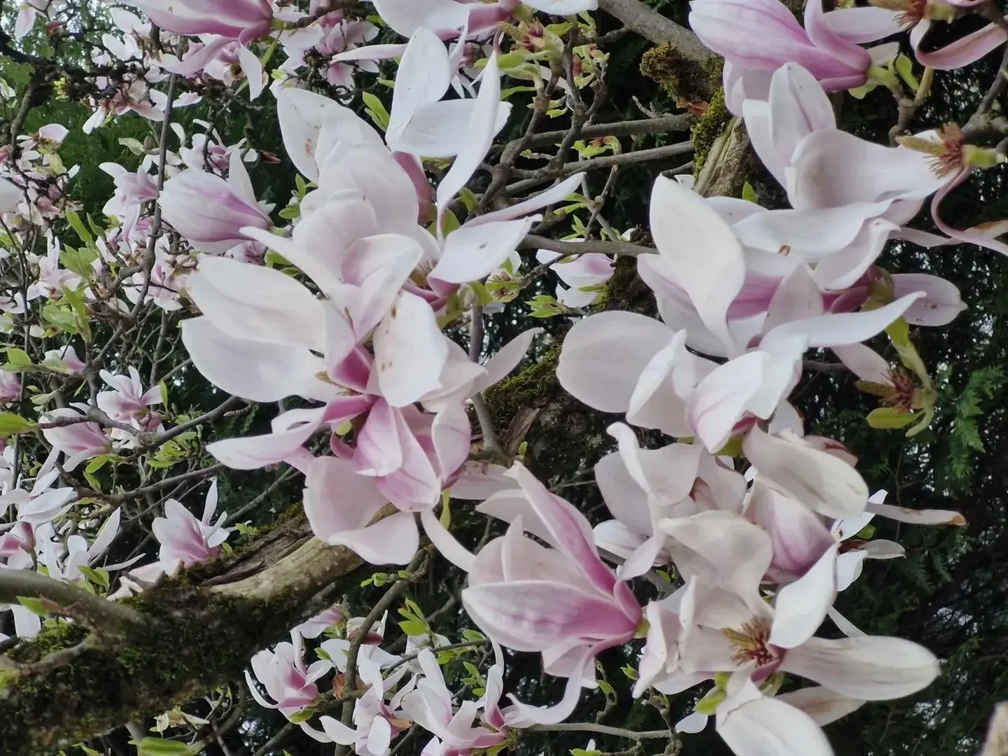 Photo de couverture de Kuroneko