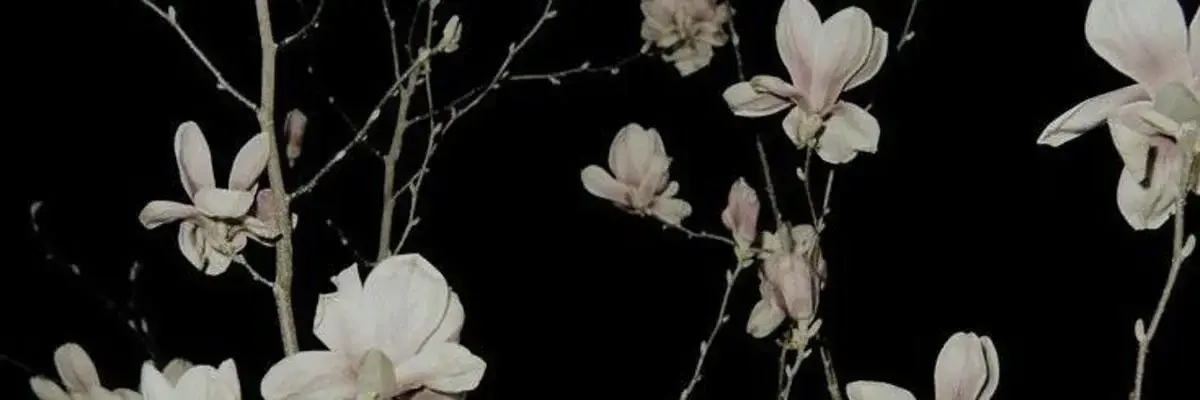 Photo de couverture de Lilyagrace
