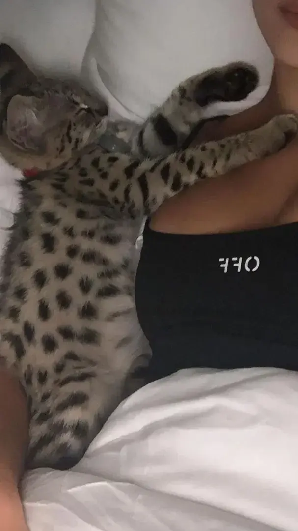 Les chatons !😼 SURPRISE ce soir pour les premiers qui s’abonne 💋 je vous offre avec ça une promo ☺️ -50% avec le code : CAMILLE50  alors dépêche toi mon chat je t’attend 😏