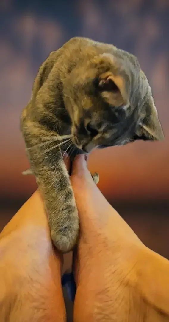 #pied #chat #cat #foot #patounePetite aprem câlin avec ma chatounette