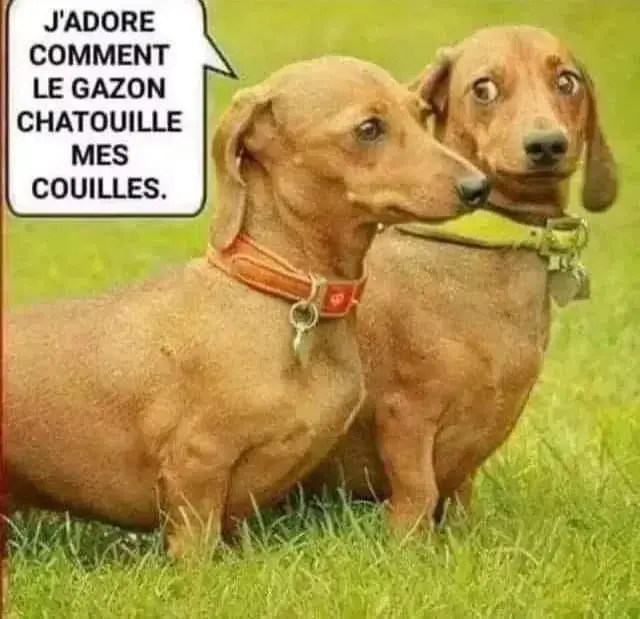 Quand tu es ras les pâquerettes