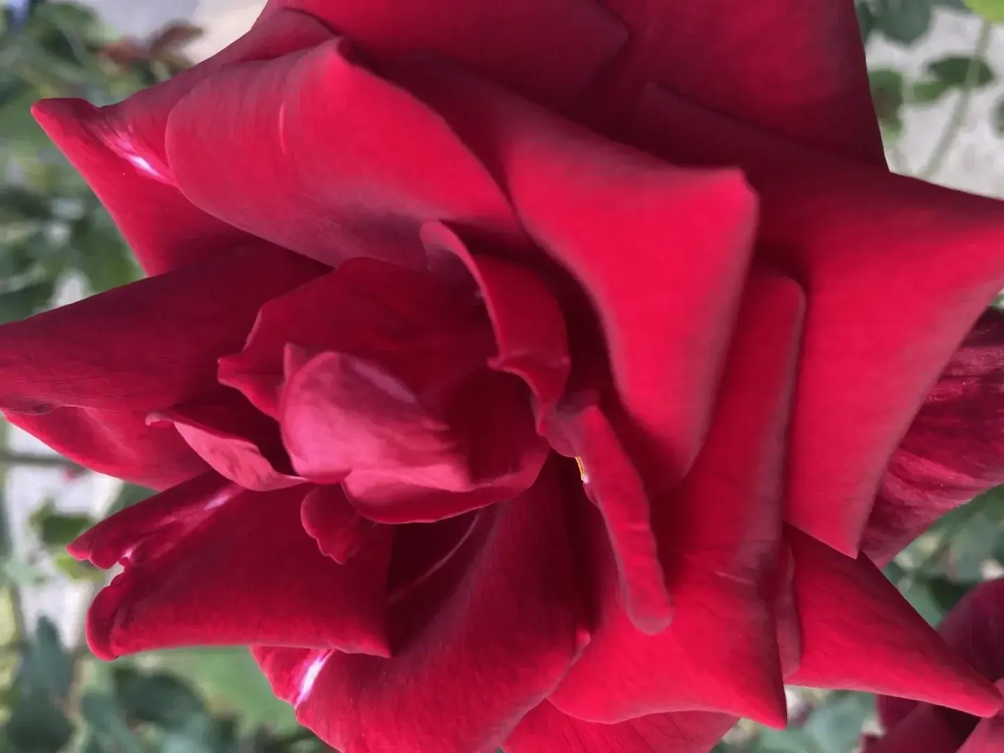 Photo de couverture de Flora001