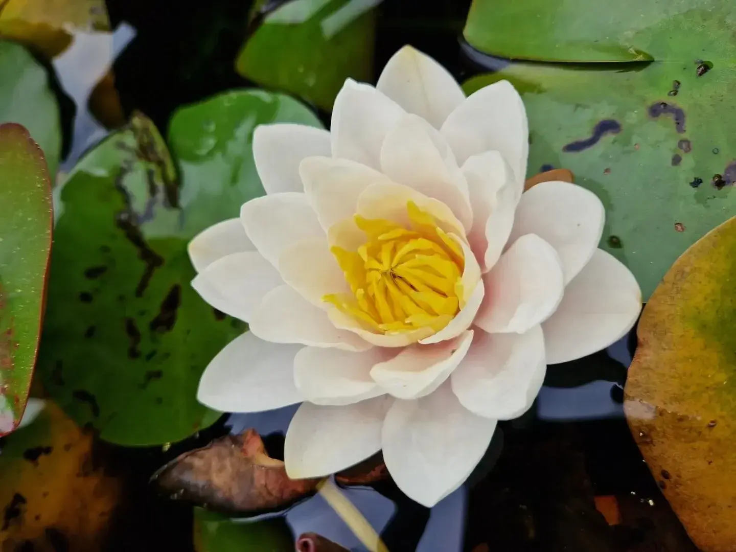 Avatar de Amy-flower
