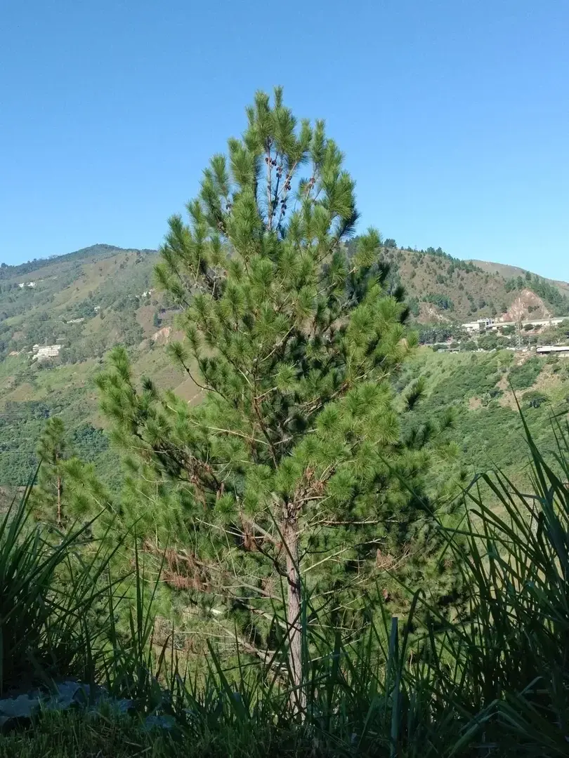 Photo de couverture de Omidiero