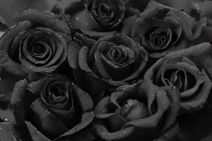 Photo de couverture de Ma3va_k0