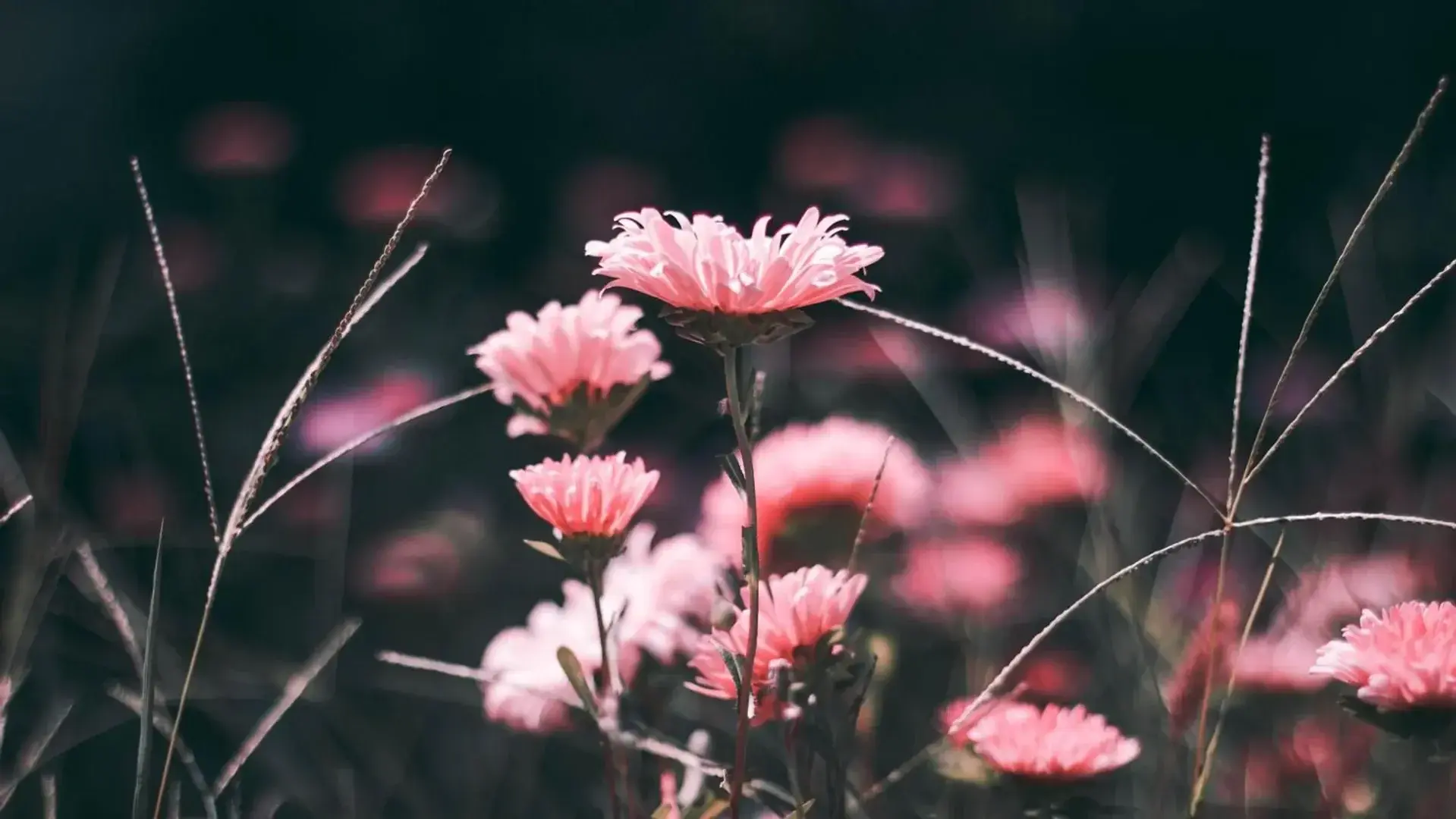 Photo de couverture de Fleurdecourbes