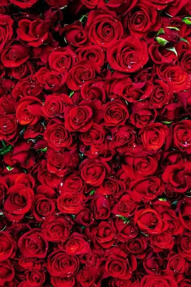 Photo de couverture de ___Rose_