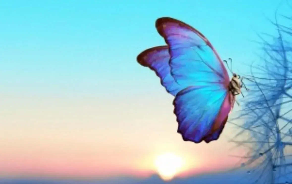 Photo de couverture de Enjoybutterfly