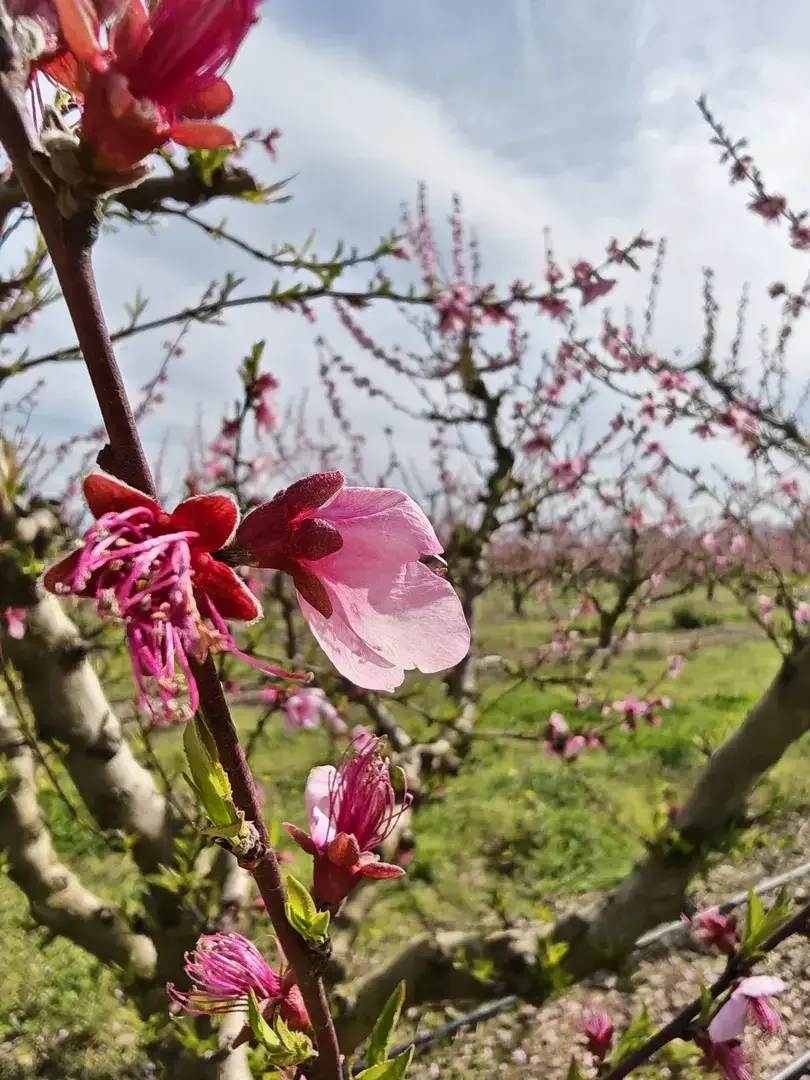 Les beaux jours arrivent... 🚀"Un dernier coup d'œil sur ces jolies fleurs avant de rentrer... Ce n'était qu'un avant-goût !La prochaine fois, j'y retournerai avec mon trépied pour profiter davantage du cadre et du soleil. Je compte bien jouer encore plus avec l'objectif maintenant que les beaux jours arrivent. Ça promet une saison très... fleurie ! 🌸🔥Qui a hâte de voir mes prochaines escapades en pleine nature ?"#SpringVibes #MacroNature #BeauxJours #Teasing #ComingSoon #PerpignanTourisme #FleurDePecher #SensualiteNaturelle  #Eleonore2026