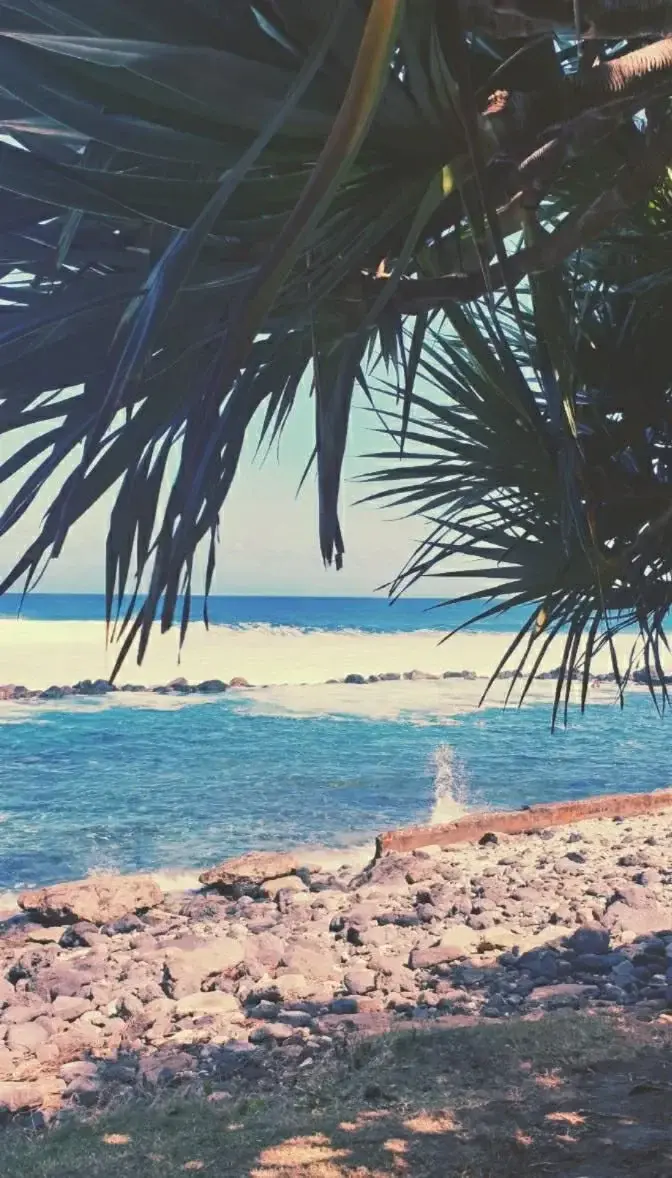 Photo de couverture de Tropicalia