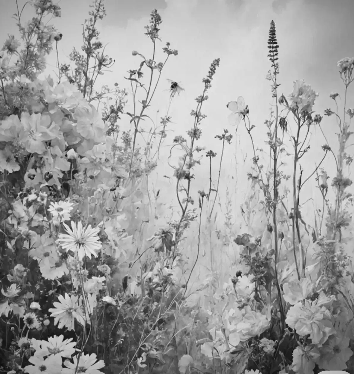 Photo de couverture de _natural
