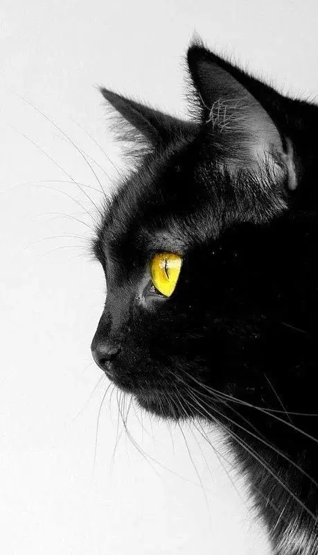 Photo de couverture de Pika_pik4