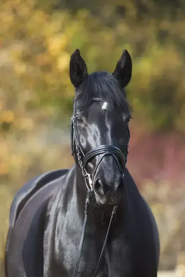 Avatar de Chevalgaypure